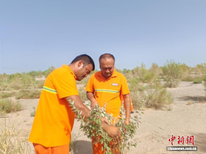 新疆阿瓦提县艾西曼的绿色蝶变：风沙策源地成生态新绿洲