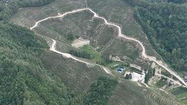 城固县五堵镇：茶旅融合 共绘“诗与远方”