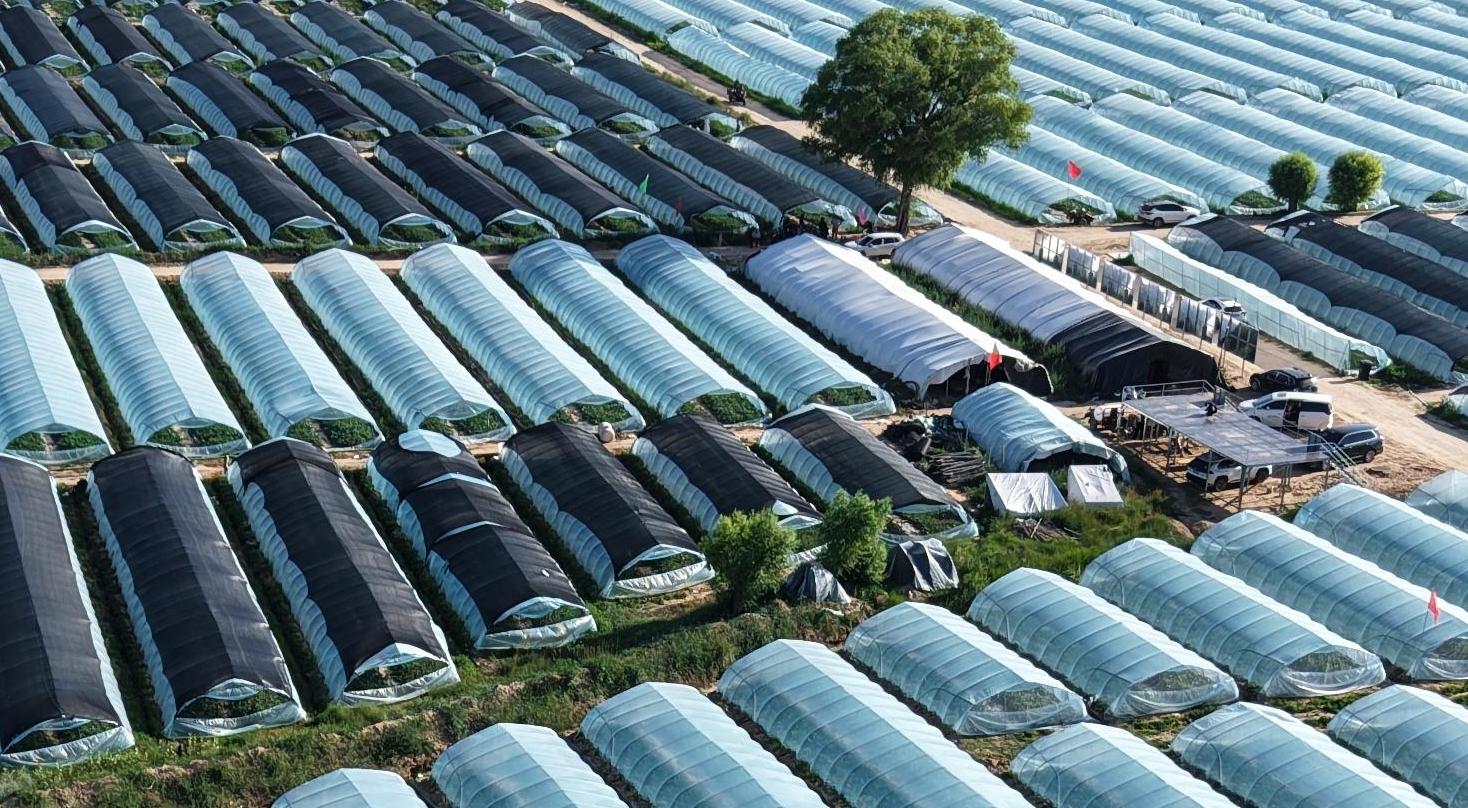 毛乌素沙地边“长”出万亩西瓜海！节水滴灌让旱地亩产万斤