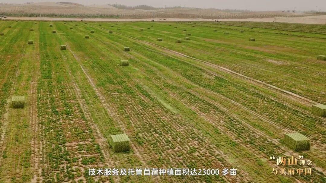 “两山”理念与美丽中国丨塔克拉玛干边缘，种出万亩“致富草”