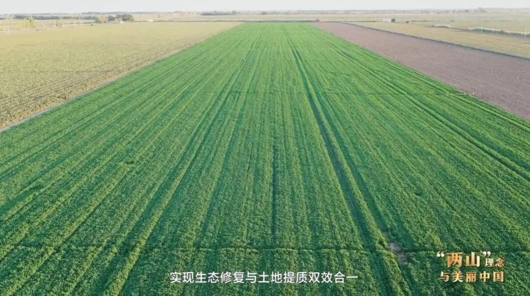 “两山”理念与美丽中国丨塔克拉玛干边缘，种出万亩“致富草”
