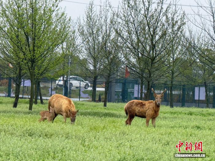 （长江十年行）减磷攻坚焕新颜 湖南洞庭一湖碧水泽万家