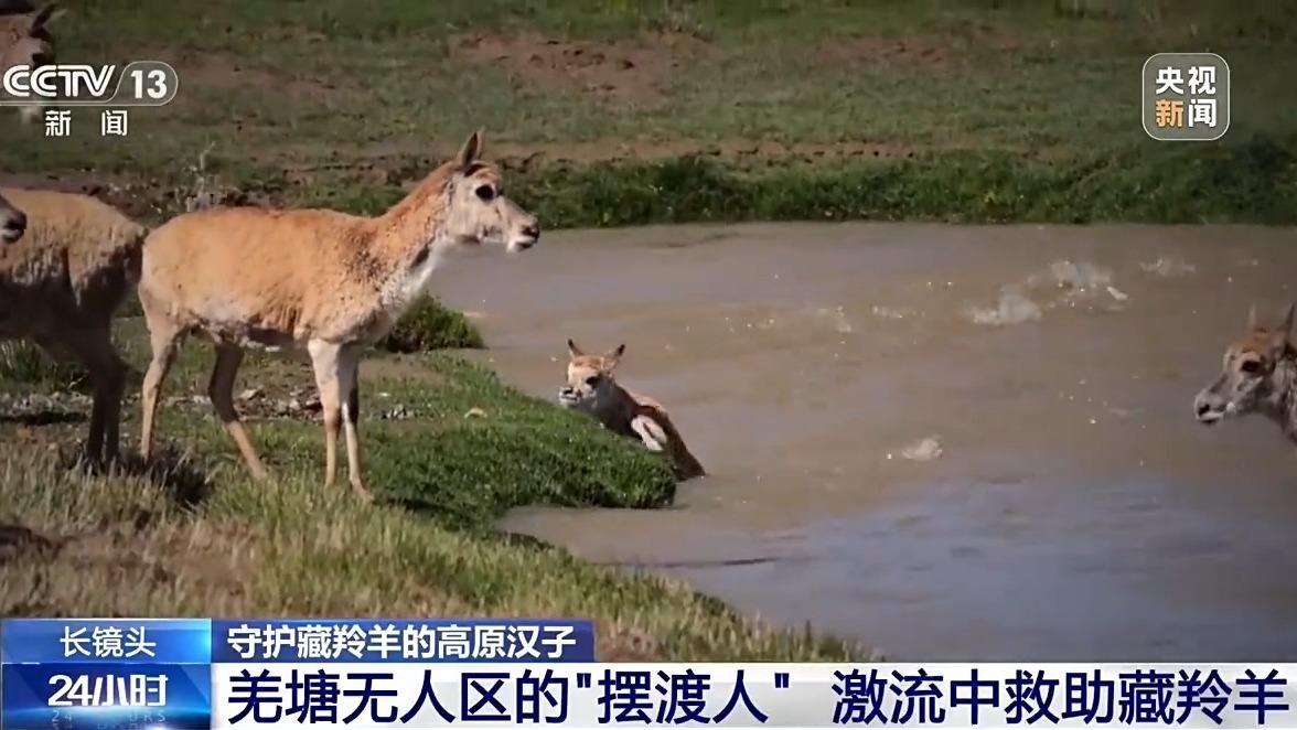 视频丨从“摆渡人”到“奶爸” 高原汉子在生命禁区守护藏羚羊