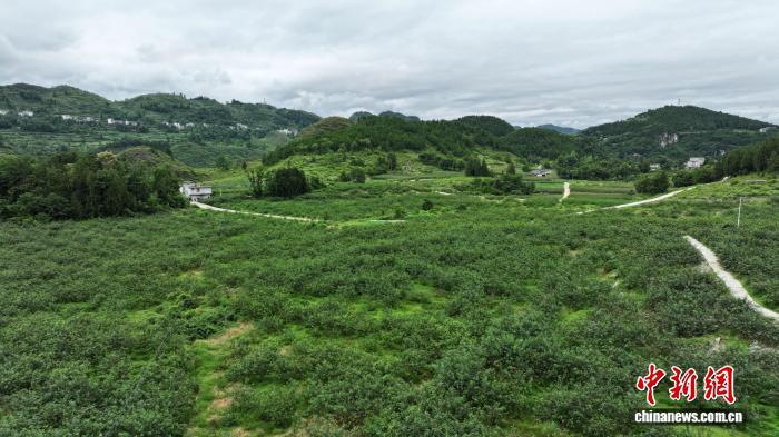 （长江十年行）写在青山绿水间的贵州“绿色答卷”