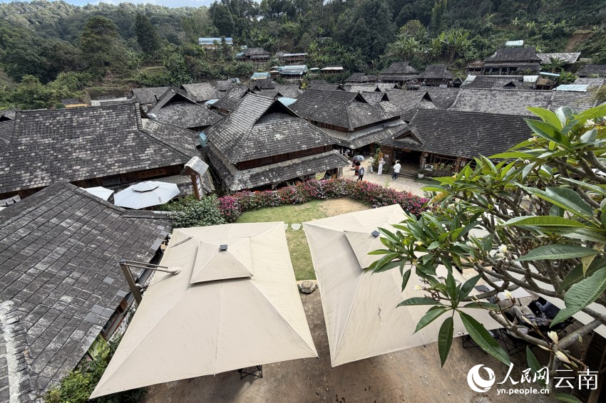 “铸牢共同体 中华一家亲”主题宣传活动走进澜沧景迈山 千年古茶林里的同心答卷